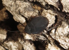 Corydiidae