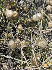 Scutellaria mexicana