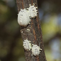 Crypticerya morrilli