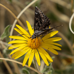 Hesperopsis alpheus