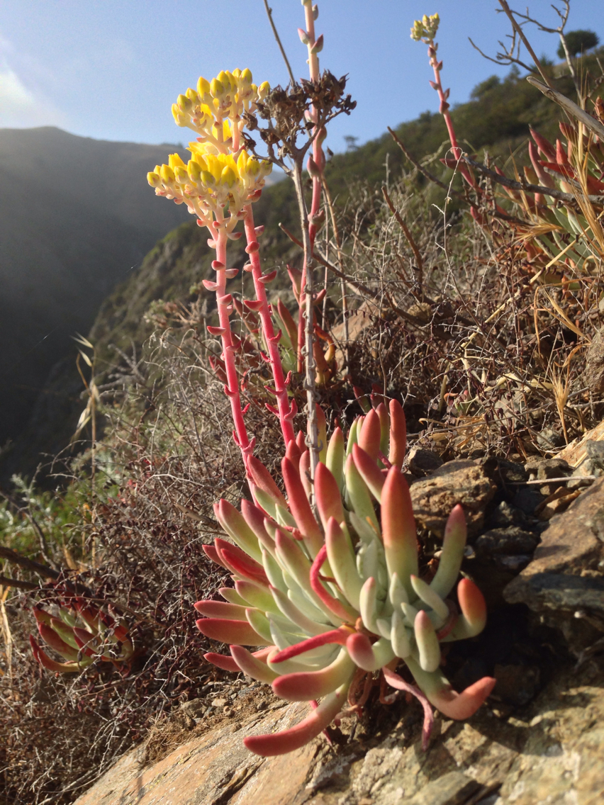 Dudleya cespitosa