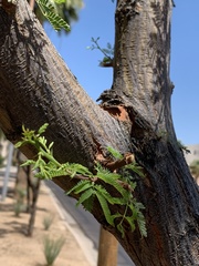 Vachellia farnesiana