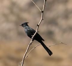 Phainopepla