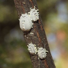 Crypticerya morrilli