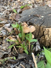 Candolleomyces candolleanus