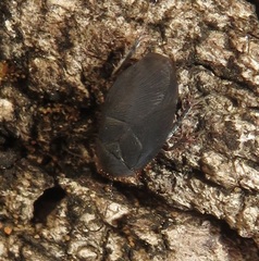 Corydiidae