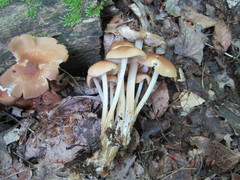 Marasmius cystidiosus