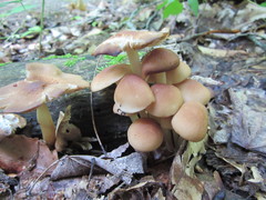 Marasmius cystidiosus