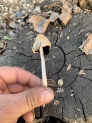 Candolleomyces candolleanus