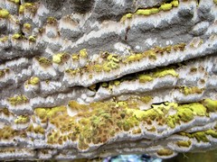 Inonotus glomeratus