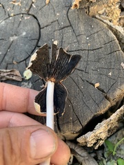 Candolleomyces candolleanus