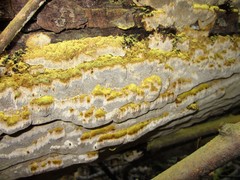 Inonotus glomeratus