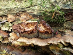 Inonotus glomeratus