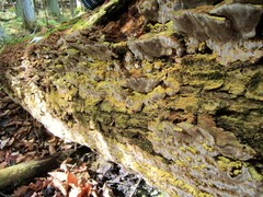 Inonotus glomeratus