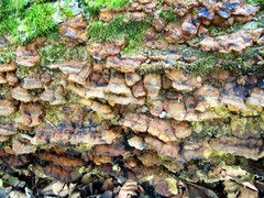 Inonotus glomeratus