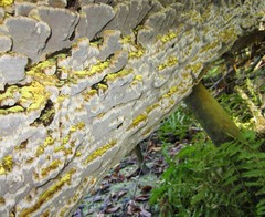 Inonotus glomeratus