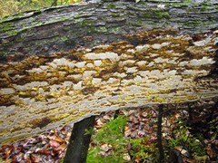 Inonotus glomeratus