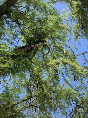 Vachellia farnesiana