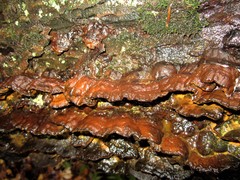 Inonotus glomeratus