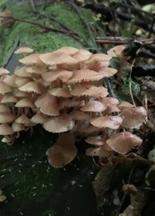Mycena parsonsii