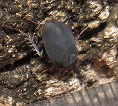 Corydiidae