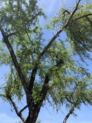 Vachellia farnesiana