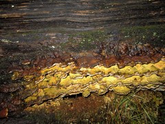 Inonotus glomeratus