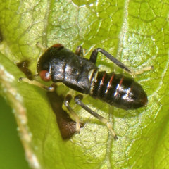 Balcanocerus provancheri