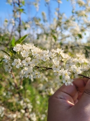 Prunus pensylvanica