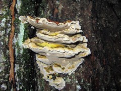 Inonotus glomeratus