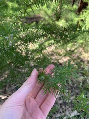 Grevillea juniperina