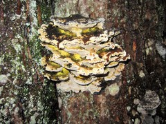 Inonotus glomeratus