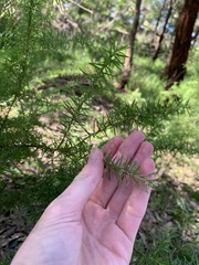 Grevillea juniperina