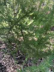 Grevillea juniperina