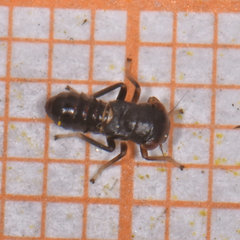 Balcanocerus provancheri