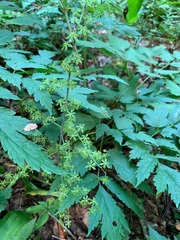 Veratrum parviflorum