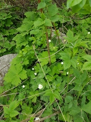 Anemonastrum baicalense
