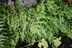 Selaginella pallescens