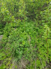 Anemonastrum baicalense