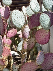 Opuntia santa-rita