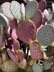 Opuntia santa-rita