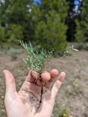 Lomatium peckianum