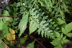 Asplenium praemorsum