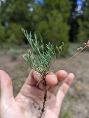 Lomatium peckianum