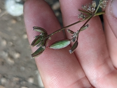 Lomatium peckianum