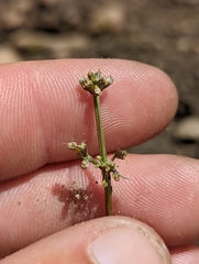 Lomatium peckianum