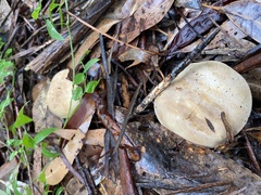 Leucopaxillus eucalyptorum