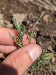 Lomatium peckianum