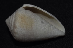 Conus mus