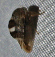 Cyrtolobus tuberosus